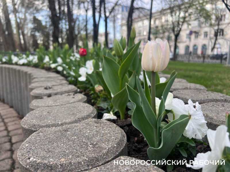 В Новороссийске началось цветение тюльпанов