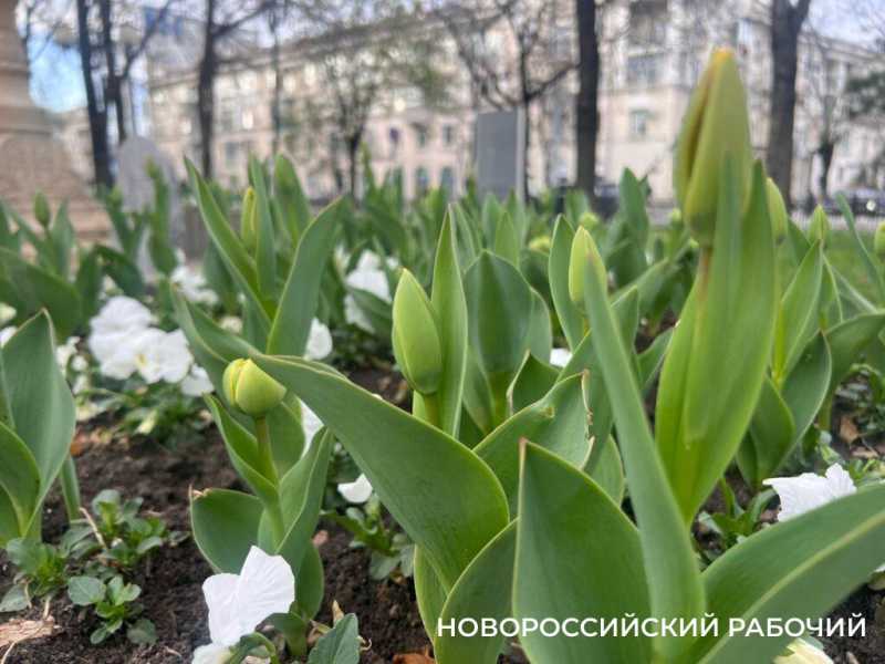 В Новороссийске началось цветение тюльпанов