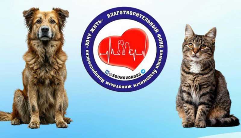 В Новороссийске нашли способ снижения численности бездомных собак и кошек