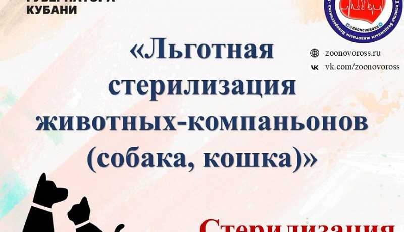 В Новороссийске нашли способ снижения численности бездомных собак и кошек