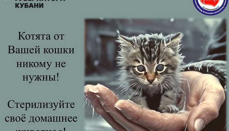 В Новороссийске нашли способ снижения численности бездомных собак и кошек