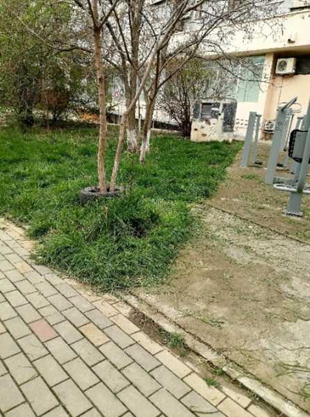 В Новороссийске не могут определиться, кто должен восстанавливать аллею