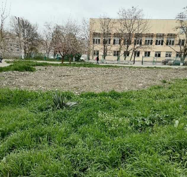 В Новороссийске не могут определиться, кто должен восстанавливать аллею