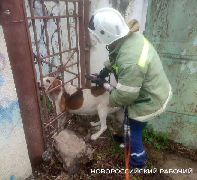В Новороссийске освободили собаку, застрявшую в калитке
