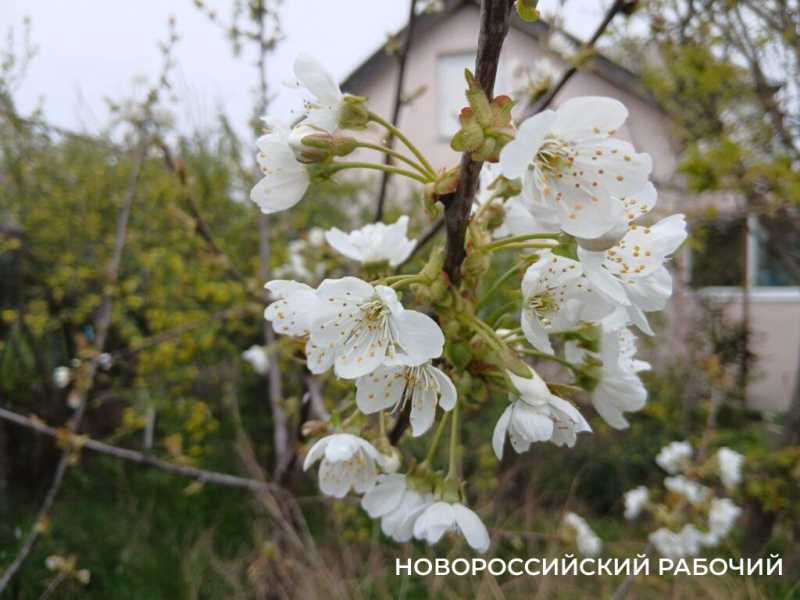 В Новороссийске падал апрельский снег. Минут 15