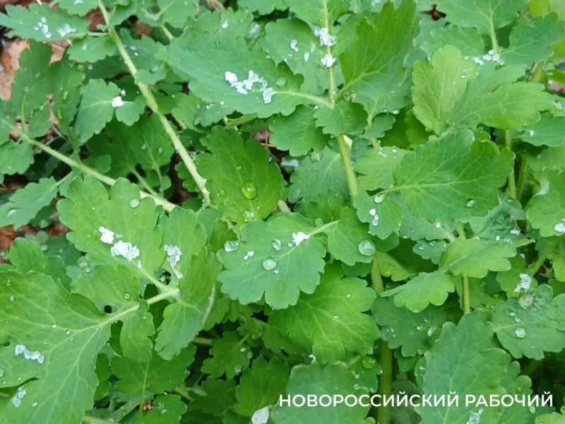 В Новороссийске падал апрельский снег. Минут 15