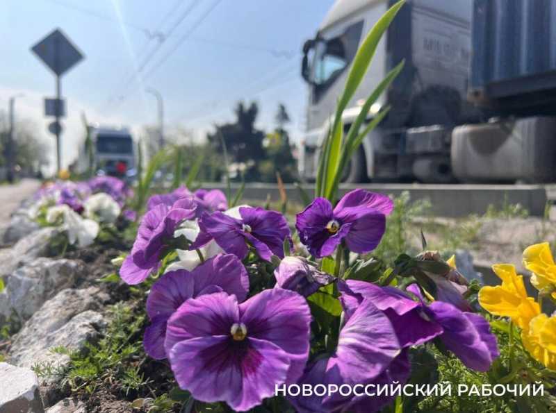 В Новороссийске пенсионерка сажает клумбы, убирает остановки  и чистит ливневки. Чтобы жителям было приятно!