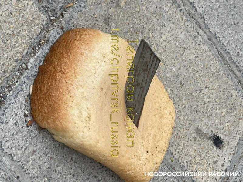 В Новороссийске разыскивают мальчика, который кормит собак хлебом с лезвиями