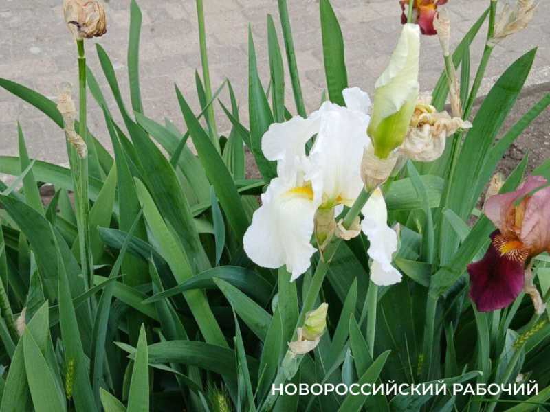 Ирисы в Новороссийске уже перестали быть &laquo;петушками&raquo;