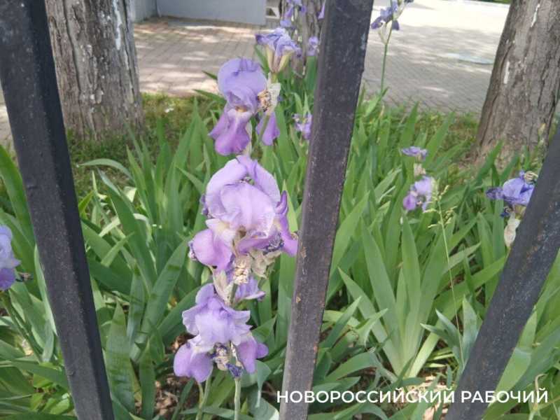 Ирисы в Новороссийске уже перестали быть &laquo;петушками&raquo;