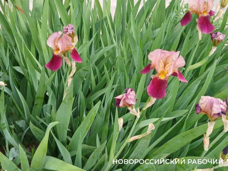 Ирисы в Новороссийске уже перестали быть &laquo;петушками&raquo;