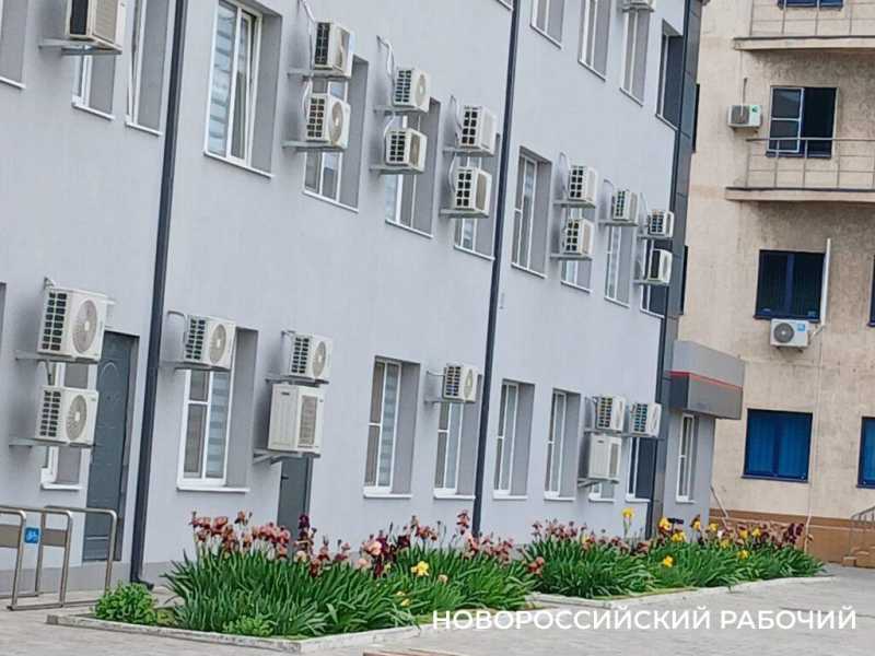 Ирисы в Новороссийске уже перестали быть &laquo;петушками&raquo;