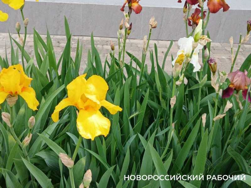 Ирисы в Новороссийске уже перестали быть &laquo;петушками&raquo;
