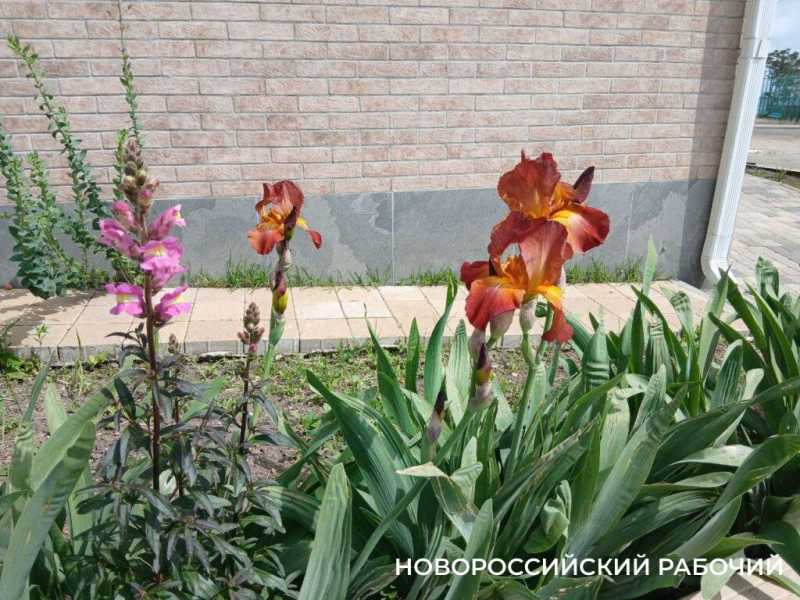Ирисы в Новороссийске уже перестали быть &laquo;петушками&raquo;