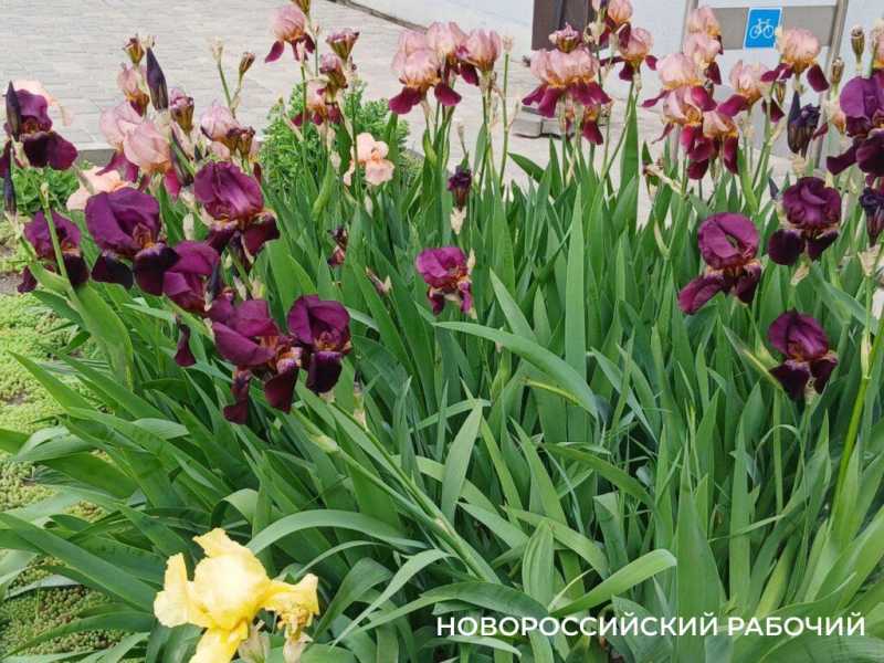 Ирисы в Новороссийске уже перестали быть &laquo;петушками&raquo;