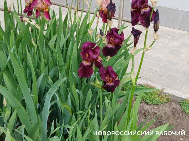 Ирисы в Новороссийске уже перестали быть &laquo;петушками&raquo;