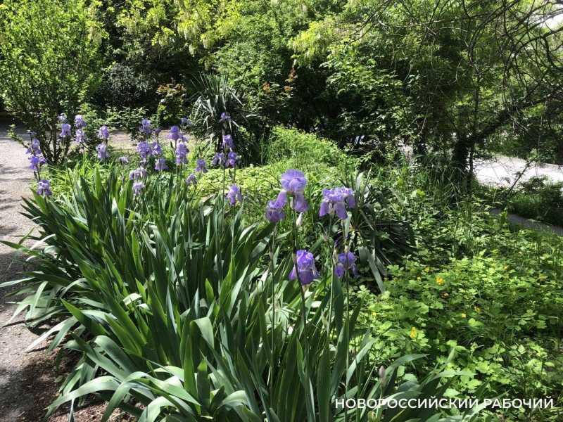 Ирисы в Новороссийске уже перестали быть &laquo;петушками&raquo;