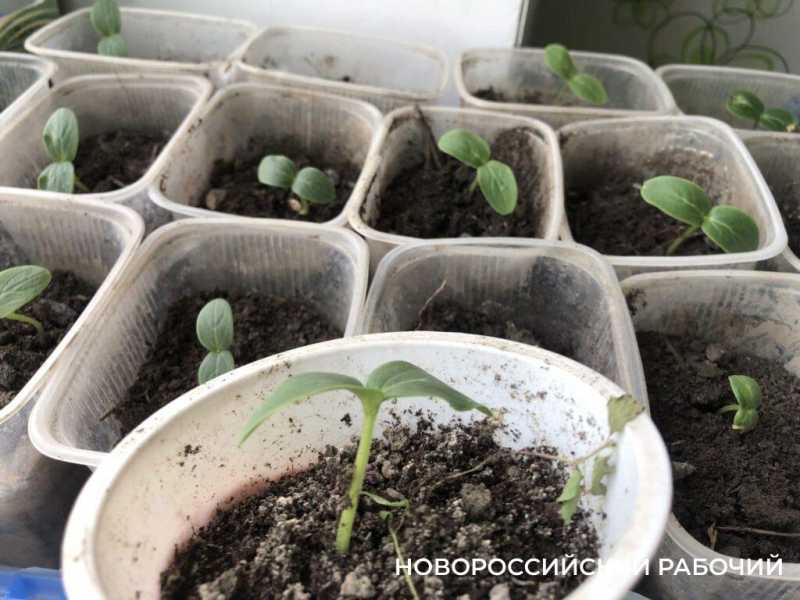 Как спасти рассаду огурцов, если она «вытянулась». Советы не из интернета!