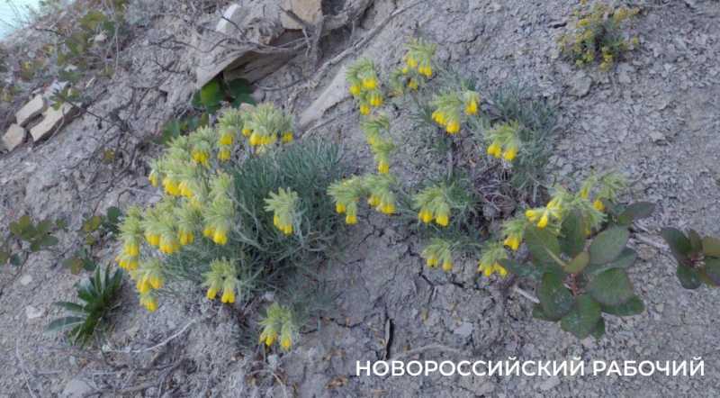 Ковры незабудок, вой шакалов, загадочный провал. Погода в Новороссийске зовет в поход на Колдун