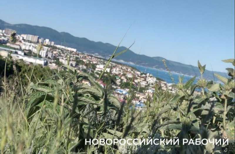 Ковры незабудок, вой шакалов, загадочный провал. Погода в Новороссийске зовет в поход на Колдун
