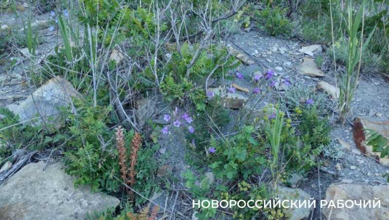 Ковры незабудок, вой шакалов, загадочный провал. Погода в Новороссийске зовет в поход на Колдун