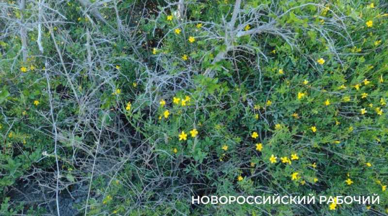 Ковры незабудок, вой шакалов, загадочный провал. Погода в Новороссийске зовет в поход на Колдун