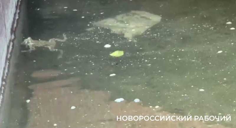 «Не кидайте их в воду!» В Новороссийске жители в центре города спасают жаб