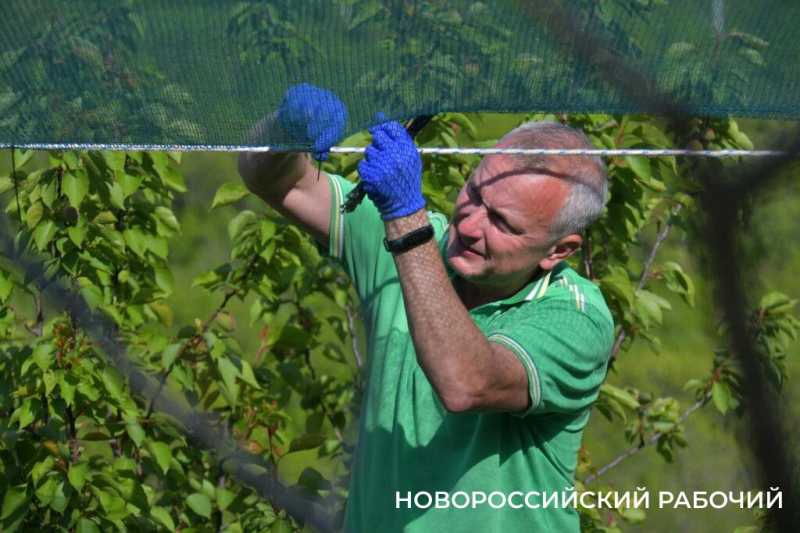 Новороссийские дачники не могут оторваться от грядок. А завтра на работу!