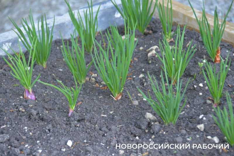Новороссийские дачники не могут оторваться от грядок. А завтра на работу!