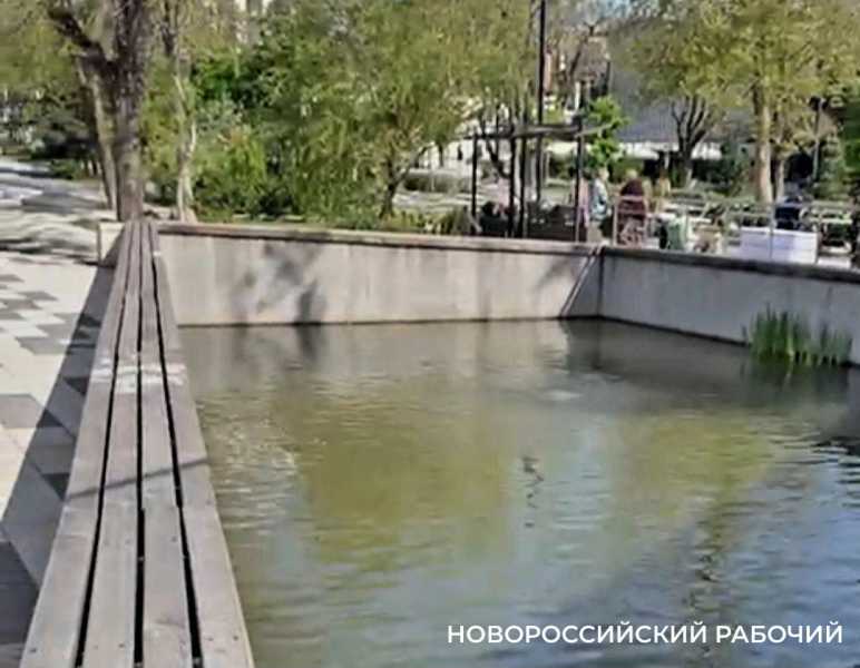 Пруд в парке Новороссийска зеленеет из-за водорослей – и это норма?