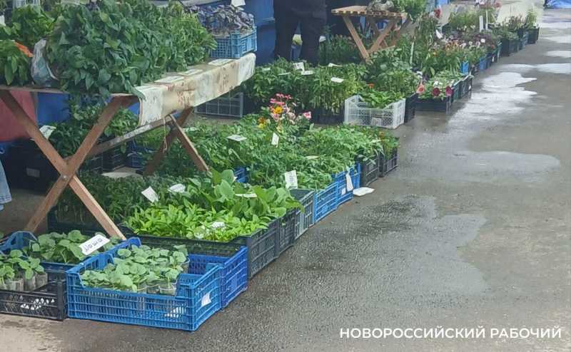 Сэкономить не получится! В Новороссийске подорожала рассада для домашних огородов