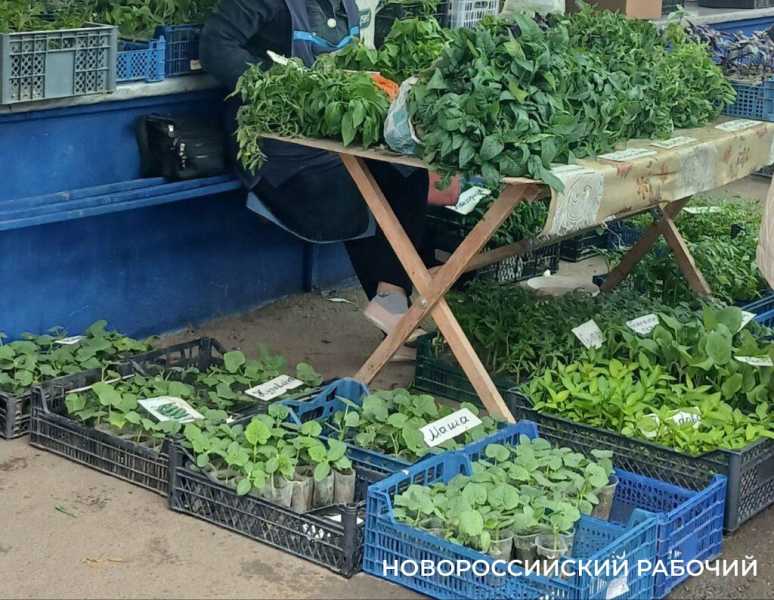 Сэкономить не получится! В Новороссийске подорожала рассада для домашних огородов