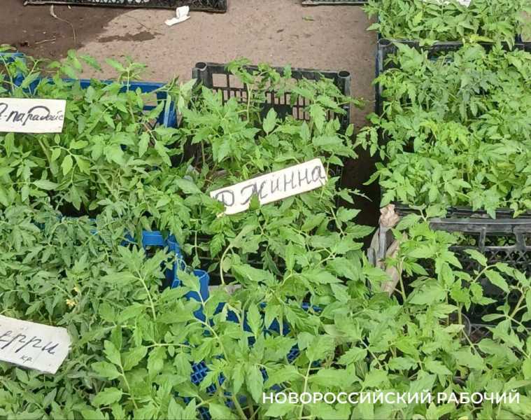 Сэкономить не получится! В Новороссийске подорожала рассада для домашних огородов