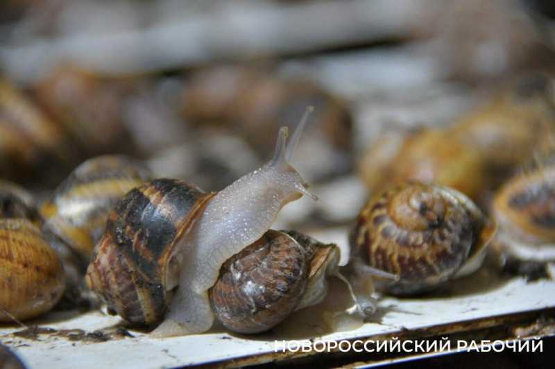 Сезон редчайшего деликатеса начался на ферме под Новороссийском &mdash; улитки мечут икру