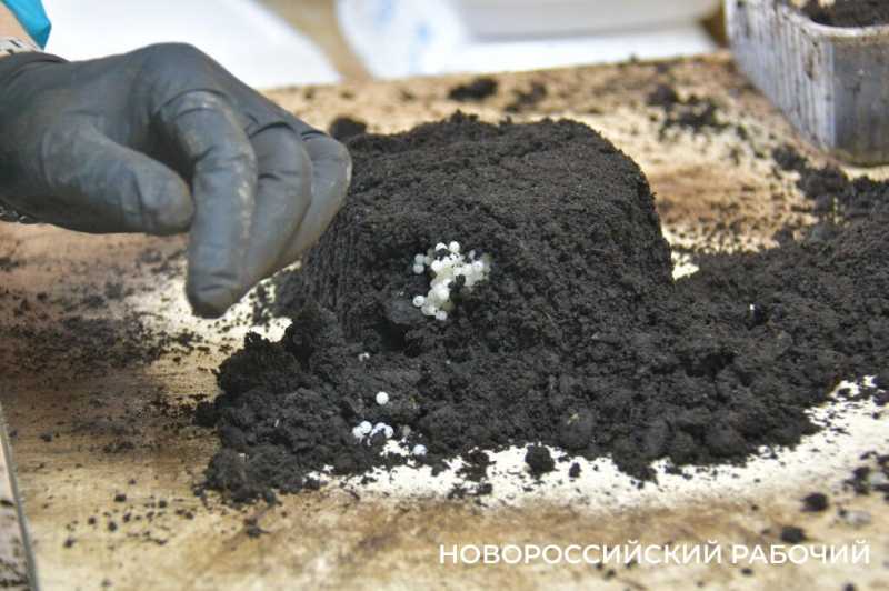 Сезон редчайшего деликатеса начался на ферме под Новороссийском &mdash; улитки мечут икру