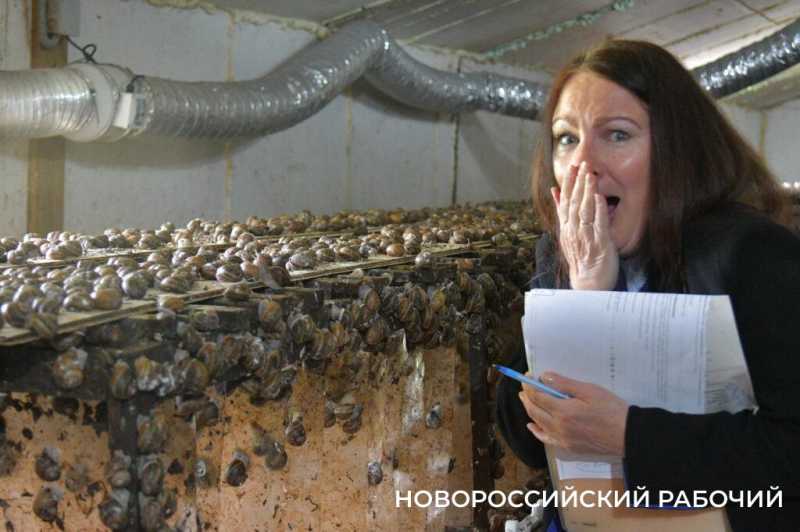 Сезон редчайшего деликатеса начался на ферме под Новороссийском &mdash; улитки мечут икру