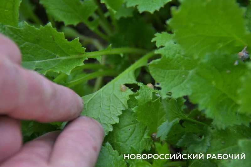 Сезон редчайшего деликатеса начался на ферме под Новороссийском &mdash; улитки мечут икру