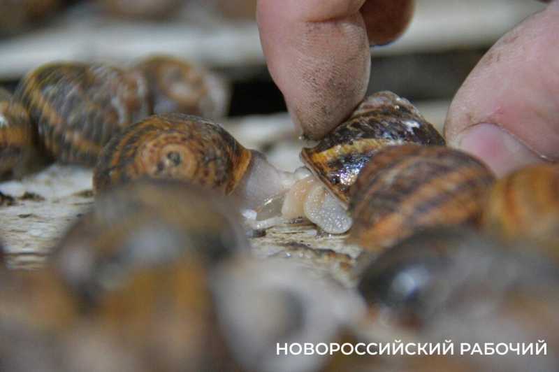 Сезон редчайшего деликатеса начался на ферме под Новороссийском &mdash; улитки мечут икру