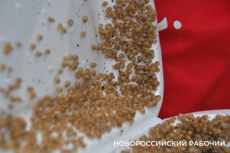 Сезон редчайшего деликатеса начался на ферме под Новороссийском &mdash; улитки мечут икру