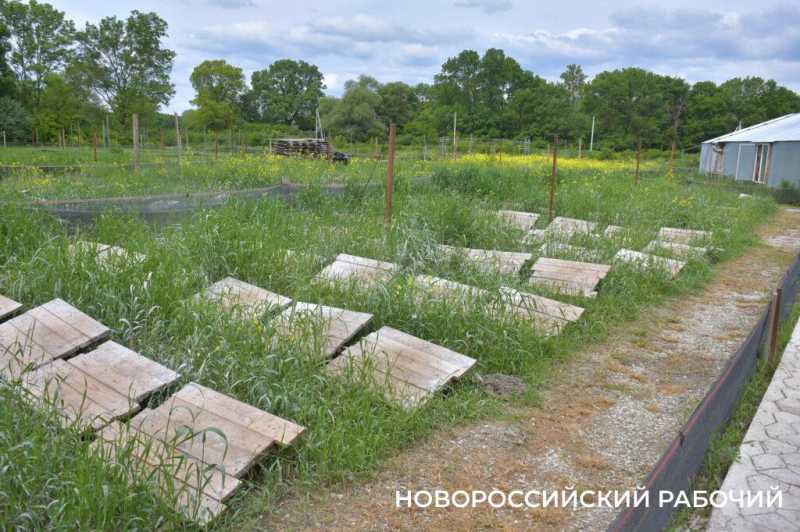 Сезон редчайшего деликатеса начался на ферме под Новороссийском &mdash; улитки мечут икру