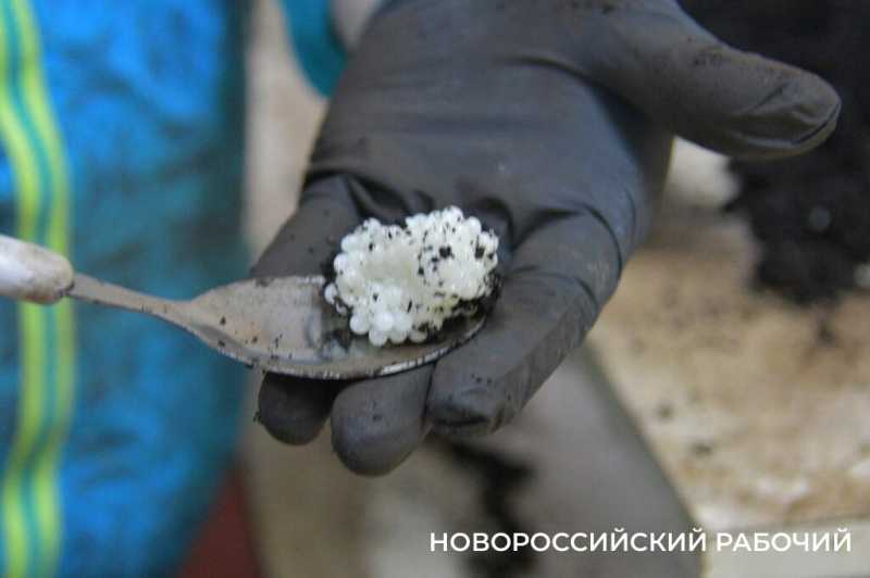 Сезон редчайшего деликатеса начался на ферме под Новороссийском &mdash; улитки мечут икру