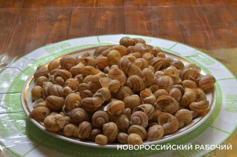 Сезон редчайшего деликатеса начался на ферме под Новороссийском &mdash; улитки мечут икру