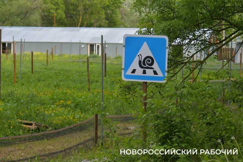 Сезон редчайшего деликатеса начался на ферме под Новороссийском &mdash; улитки мечут икру