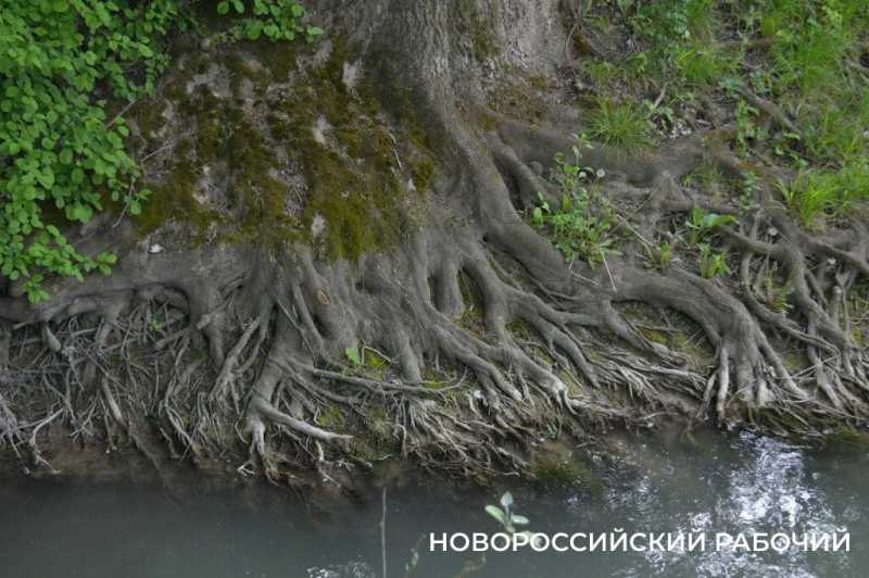 Сезон редчайшего деликатеса начался на ферме под Новороссийском &mdash; улитки мечут икру