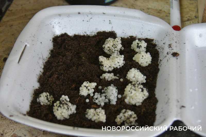 Сезон редчайшего деликатеса начался на ферме под Новороссийском &mdash; улитки мечут икру