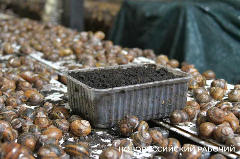 Сезон редчайшего деликатеса начался на ферме под Новороссийском &mdash; улитки мечут икру