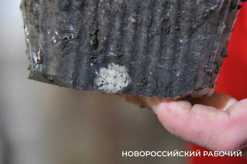 Сезон редчайшего деликатеса начался на ферме под Новороссийском &mdash; улитки мечут икру