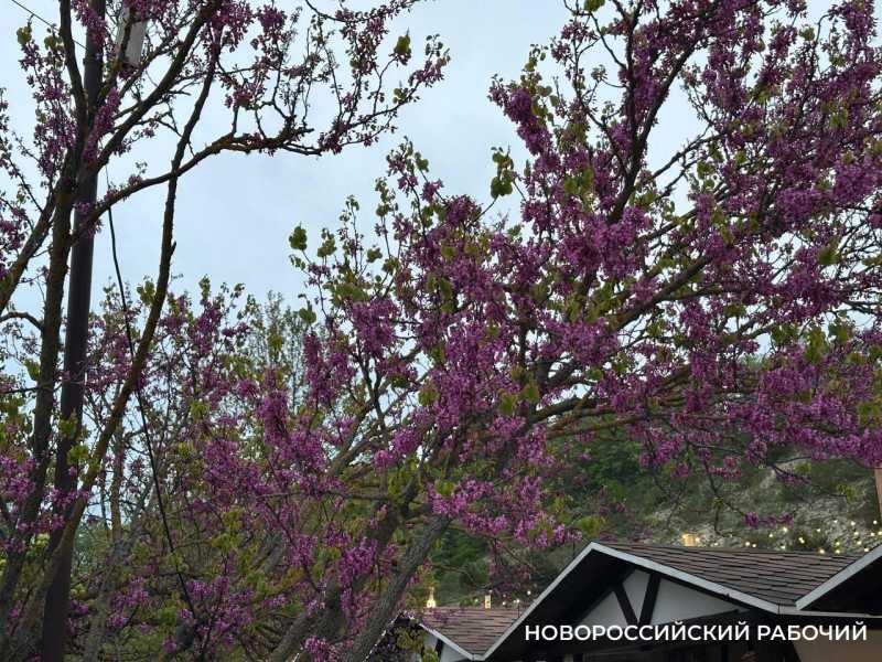 У новороссийцев есть последние денечки, чтобы полюбоваться на церцисы