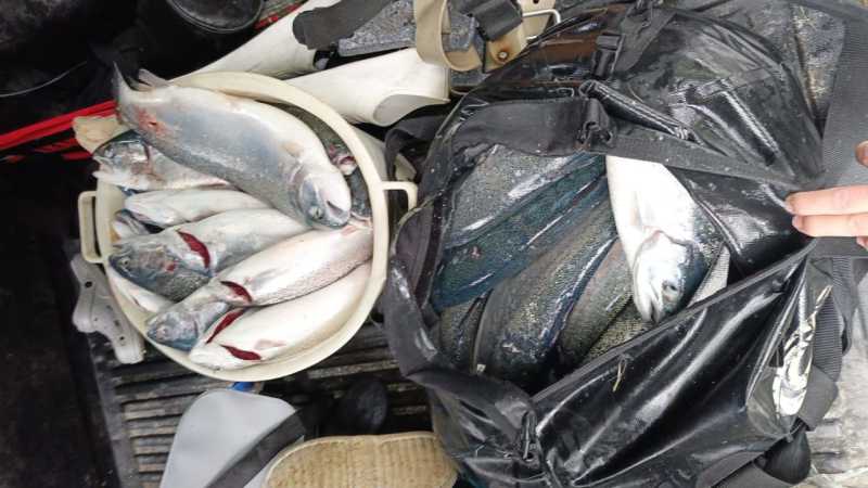 У рыбаков Новороссийска умерла надежда поймать беглую красную рыбу