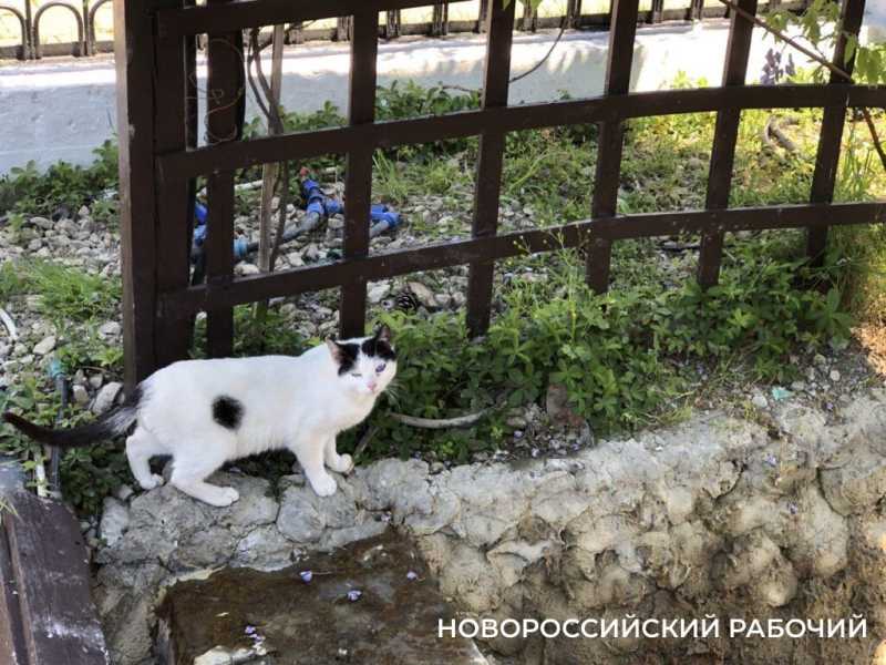 В Абрау-Дюрсо могут появиться перехватывающие парковки и новая дорога